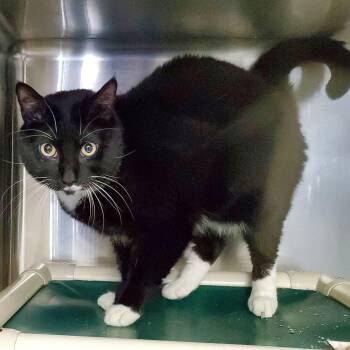 Domestic Short Hair Cats Available for Adoption in Jersey City, New Jersey - Sylvester | PetCurious