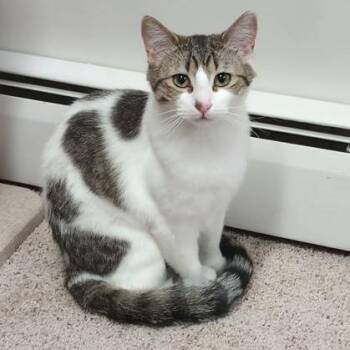 Domestic Short Hair Cats Available for Adoption - Kitten | PetCurious
