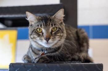 Dandy -  Domestic Medium Hair and Domestic Short Hair Cat for Adoption in Golden Valley, Minnesota - Dandy | PetCurious