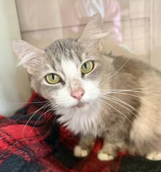 Domestic Long Hair Cats Available for Adoption - ASUNA | PetCurious