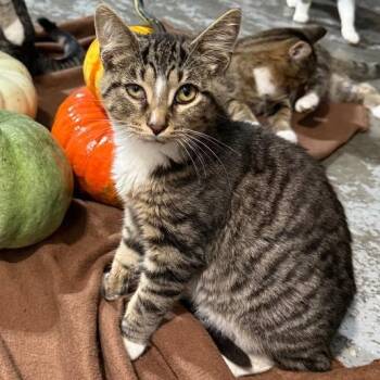 FREDDIE -  Domestic Short Hair Cat for Adoption in Gresham, Wisconsin - FREDDIE | PetCurious