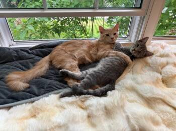 Milo -  Domestic Short Hair Cat for Adoption - Milo | PetCurious