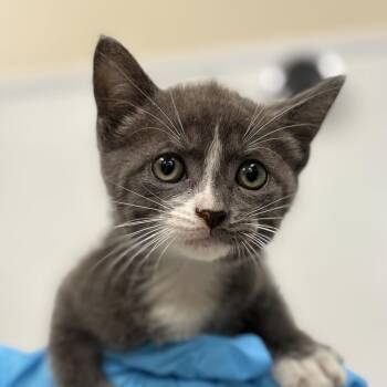 Clementine -  Domestic Short Hair Cat for Adoption in San Antonio, Texas - Clementine | PetCurious