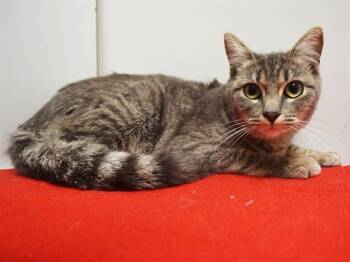 WINTER -  Domestic Short Hair Cat for Adoption in Sacramento, California - WINTER | PetCurious