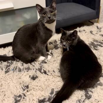 Rescue Domestic Short Hair and Russian Blue Cats for Adoption in Bountiful, Utah - Loki | PetCurious