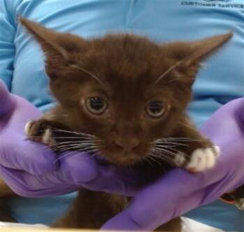 Domestic Short Hair Cats Available for Adoption in Doral, Florida - FUDGE | PetCurious