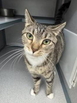 Domestic Short Hair Cats Available for Adoption in Waterloo, Iowa - Emma | PetCurious