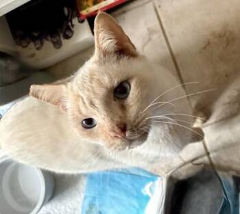 Domestic Short Hair Cats Available for Adoption - Saylor (FIV+) | PetCurious