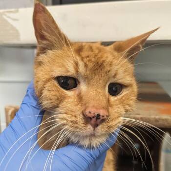 Domestic Short Hair Cats Available for Adoption in Philadelphia, Pennsylvania - Fireball | PetCurious