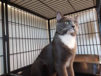Rescue Domestic Short Hair Cats for Adoption in Rock Springs, Wyoming - Billy | PetCurious