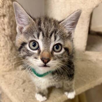 Domestic Short Hair Cats Available for Adoption in Brownsboro, Alabama - Stegosaurus | PetCurious