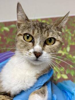 Domestic Short Hair Cats Available for Adoption in San Antonio, Texas - Honey Pot | PetCurious