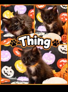 thing (yellow) -  Domestic Long Hair Cat for Adoption in Rensselaer, Indiana - Thing (yellow) | PetCurious