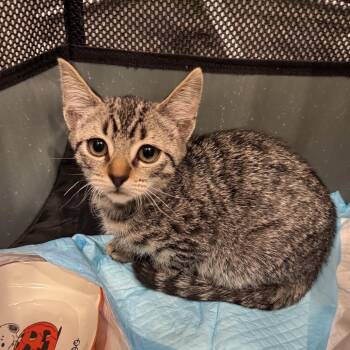 Vincent -  Domestic Short Hair Cat for Adoption in Long Beach, California - Vincent | PetCurious