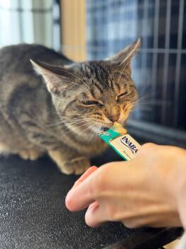 Domestic Short Hair Cats Available for Adoption - Pay Day | PetCurious