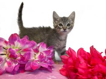 MOON AND STARS -  Domestic Short Hair Cat for Adoption in Graham, Washington - MOON AND STARS | PetCurious