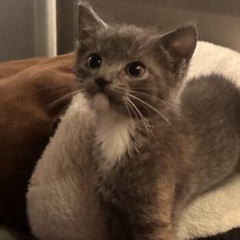 Apple Watch -  Domestic Short Hair Cat for Adoption in Rocky Mount, Virginia - Apple Watch | PetCurious