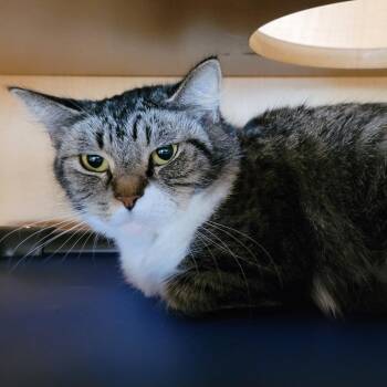 Domestic Medium Hair Cats Available for Adoption - Chanel | PetCurious