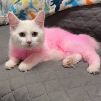 Pinky -  Domestic Medium Hair Cat for Adoption in Warwick, Rhode Island - Pinky | PetCurious