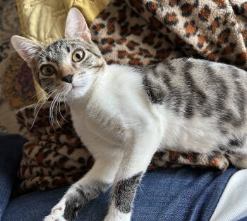 Rescue Tabby Cats for Adoption in Alexandria, Virginia - Mothman (St Thomas) (kitten) | PetCurious