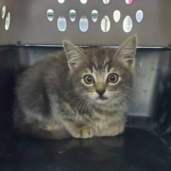 Domestic Short Hair Cats Available for Adoption in Milton, Florida - Popcorn | PetCurious