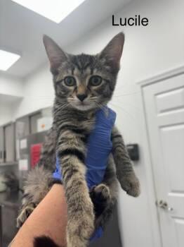 Lucille -  Domestic Short Hair Cat for Adoption in Cambridge, Maryland - Lucille | PetCurious