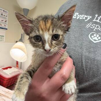 Inspector Fluff -  Domestic Short Hair Cat for Adoption in Tulsa, Oklahoma - Inspector Fluff | PetCurious