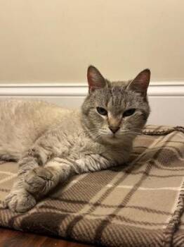 Jojo (In Foster - call to schedule a meet!) -  Domestic Short Hair Cat for Adoption in East Brookfield, Massachusetts - Jojo (In Foster - Call To Schedule A Meet!) | PetCurious