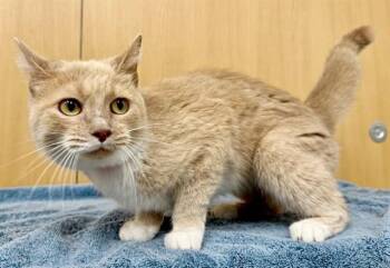 JUNIPER -  Domestic Short Hair Cat for Adoption in Brentwood, Missouri - JUNIPER | PetCurious