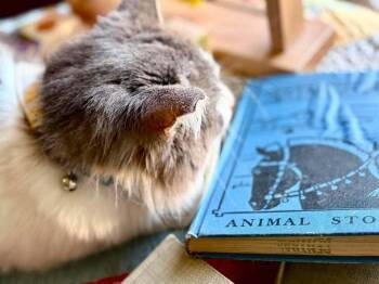 Gary -  Domestic Medium Hair Cat for Adoption in Wheaton, Illinois - Gary | PetCurious