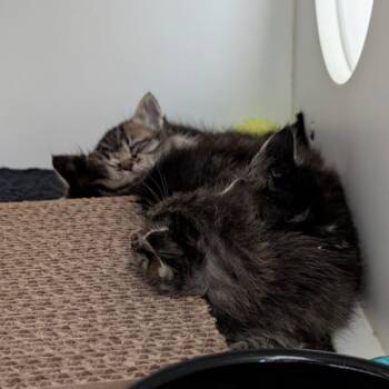 Rescue Domestic Short Hair Cats for Adoption in Des Moines, Iowa - Migi | PetCurious