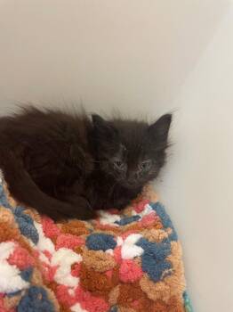 Peggy -  Domestic Long Hair Cat for Adoption in Columbia, Tennessee - Peggy | PetCurious