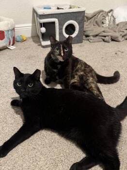 Domestic Short Hair Cats Available for Adoption in Brandon, Florida - Little Dipper | PetCurious