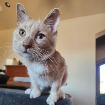 Domestic Short Hair Cats Available for Adoption - Kickapoo 10 | PetCurious