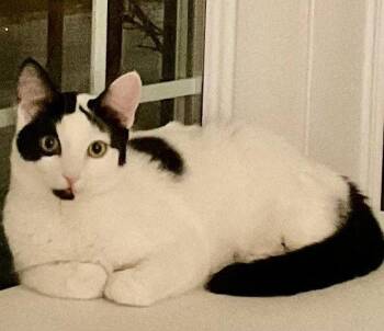 Mason (+ Maverick) -  Domestic Short Hair Cat for Adoption in Richmond Hill, Ontario - Mason (+ Maverick) | PetCurious