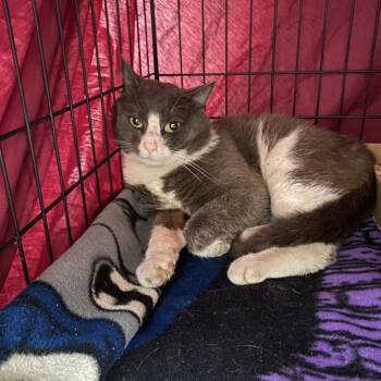 Domestic Short Hair Cats Available for Adoption in Roanoke, Virginia - Booster | PetCurious