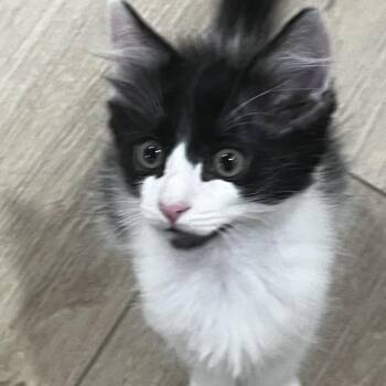 Julian -  Domestic Medium Hair Cat for Adoption in Houston, Texas - Julian | PetCurious