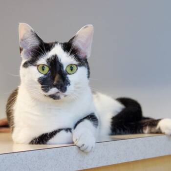 Ava -  Domestic Short Hair Cat for Adoption in Scituate, Massachusetts - Ava | PetCurious