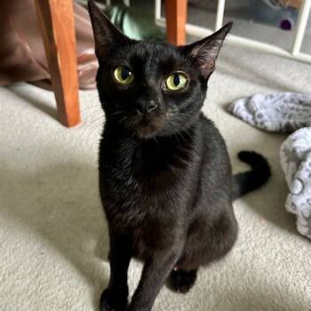 Rescue Domestic Short Hair Cats for Adoption in Chattanooga, Tennessee - Lottie | PetCurious