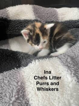 Domestic Short Hair Cats Available for Adoption - Ina Garten | PetCurious