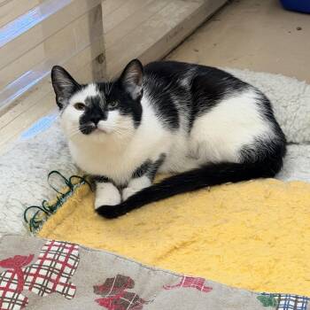 Domestic Short Hair Cats Available for Adoption in Logan, Ohio - Dory | PetCurious