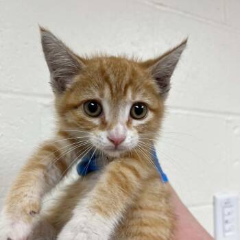SVAS-Stray-38834 -  Domestic Short Hair Cat for Adoption in Lyndhurst, Virginia - SVAS-Stray-38834 | PetCurious