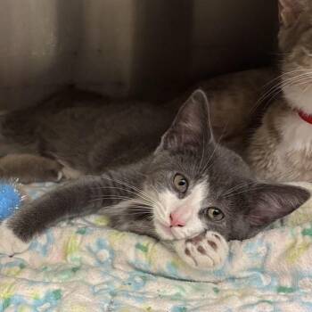 Finn -  Domestic Short Hair Cat for Adoption in Buffalo, New York - Finn | PetCurious