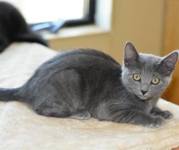 LOUISA - MY ADOPTION FEE IS HALF PRICE IN JUNE -  Domestic Short Hair Cat for Adoption in San Clemente, California - LOUISA - MY ADOPTION FEE IS HALF PRICE IN JUNE | PetCurious