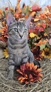 Rescue Domestic Short Hair Cats for Adoption in Ocean Springs, Mississippi - Leo | PetCurious