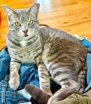 Toto (aka Popo) -  Domestic Short Hair and Tabby Cat for Adoption in Chertsey, Quebec - Toto (aka Popo) | PetCurious