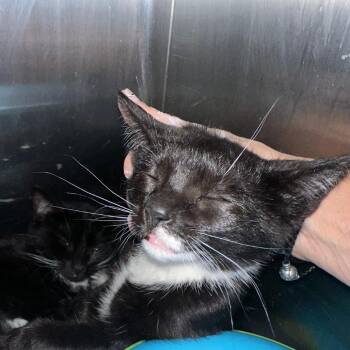 GERALDINE -  Domestic Short Hair Cat for Adoption - GERALDINE | PetCurious