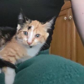 Marasi -  Domestic Short Hair Cat for Adoption in Wichita, Kansas - Marasi | PetCurious