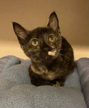 Covey -  Domestic Short Hair Cat for Adoption in Bowling Green, Kentucky - Covey | PetCurious