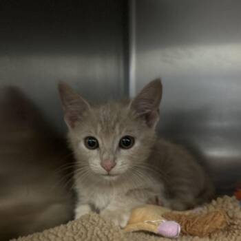 Costco Hot Dog -  Domestic Short Hair Cat for Adoption in Charlottesville, Virginia - Costco Hot Dog | PetCurious